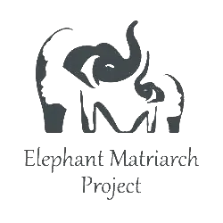 Elephant Matriarch Project, Voi, Kenya